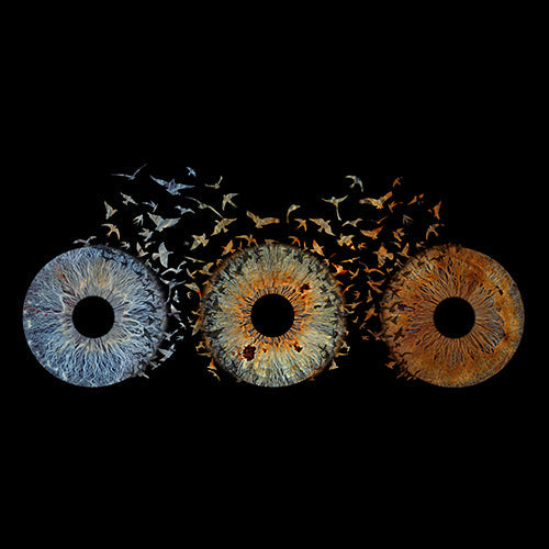 Family Bird Max. 6 Eyes