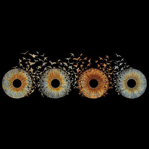 Family Bird Max. 6 Eyes