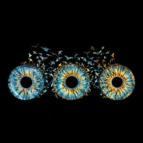 Family Bird Max. 6 Eyes