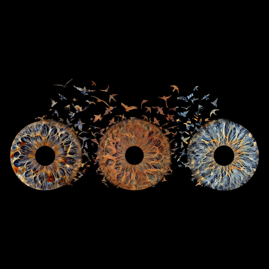 Family Bird Max. 6 Eyes