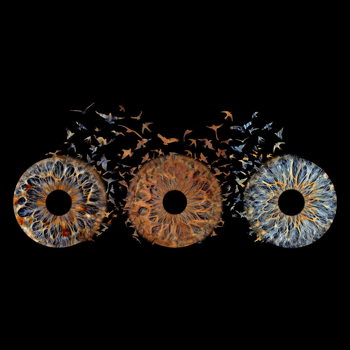 Family Bird Max. 6 Eyes